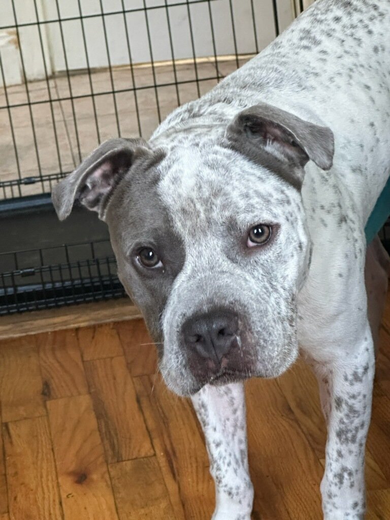 TAPNYACC's tweet photo. Snail was Rescued 🥳 🥳 
@HGLMastifRescue Thank you &amp; his foster 💕

LOOK @ this amazing boy😍

We couldn't do it without all of you💖
#Pledging #Sharing &amp; #Caring 

Donations Welcome 
https://t.co/EcXisshqE8 https://t.co/5hM9pJeYx5