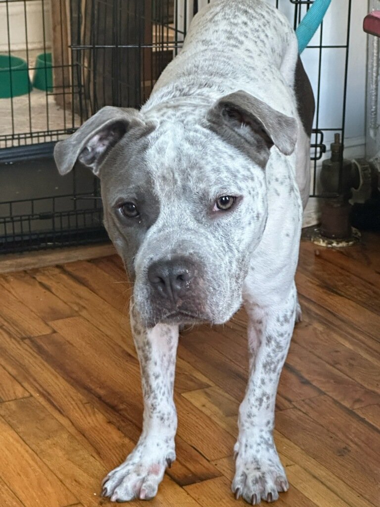 TAPNYACC's tweet photo. Snail was Rescued 🥳 🥳 
@HGLMastifRescue Thank you &amp; his foster 💕

LOOK @ this amazing boy😍

We couldn't do it without all of you💖
#Pledging #Sharing &amp; #Caring 

Donations Welcome 
https://t.co/EcXisshqE8 https://t.co/5hM9pJeYx5