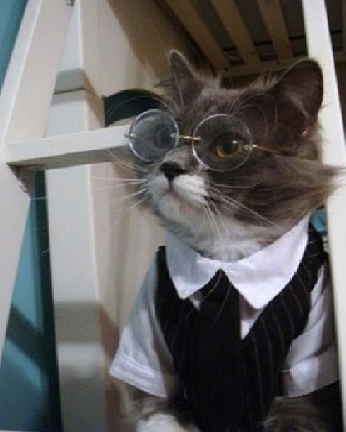 🐱 tweet media