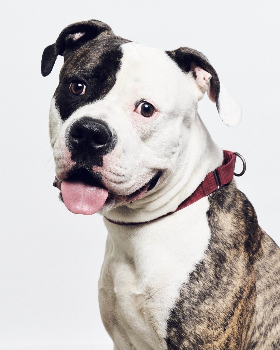 animalfndlv's tweet photo. 🚨 URGENT: Today we start with no open kennels for dogs. Our shelter faces a crisis with 806 animals on campus. We're using pop-up kennels for dogs.

Join us TODAY, July 17th, to adopt or foster a medium or large dog. All adoption fees waived.

📍 655 N. Mojave Rd, Las Vegas, NV https://t.co/3bNiF5Sbz5
