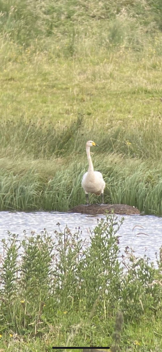 Tim Robinson tweet media