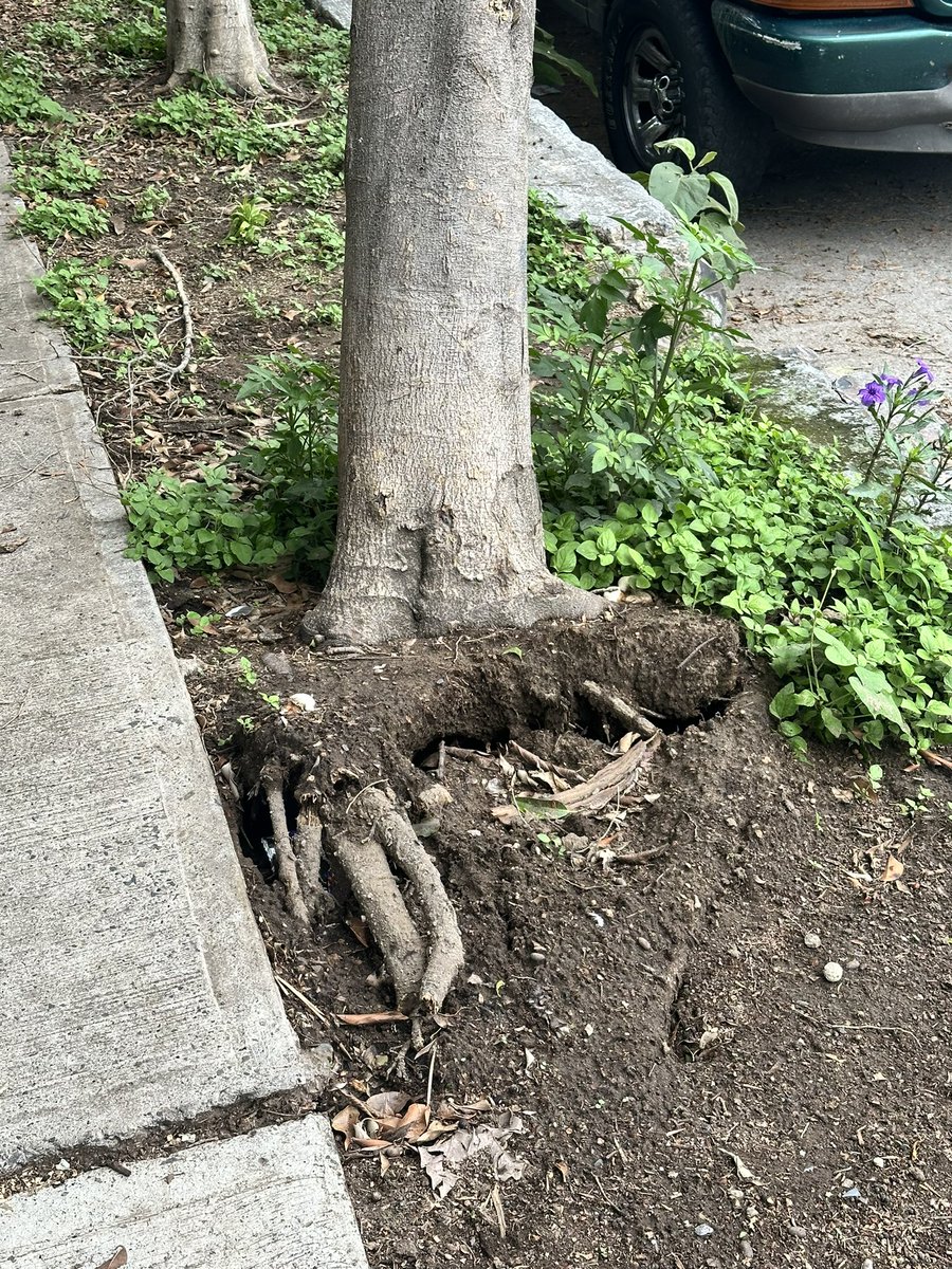 vcmene's tweet photo. @Trafico_ZMG @PoliciaGDL @GobiernoJalisco @CFE_Contigo árbol apunto de caer,solo lo detienen los cables,montes pirineos #1149 y andador jardin mexico col. Independencia https://t.co/csL65ZPs2a