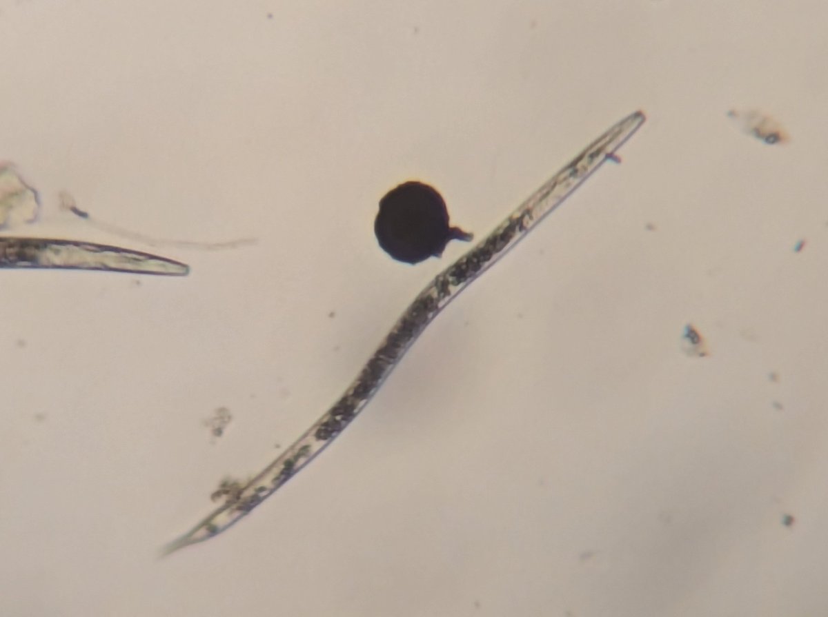 Billy Crow tweet media