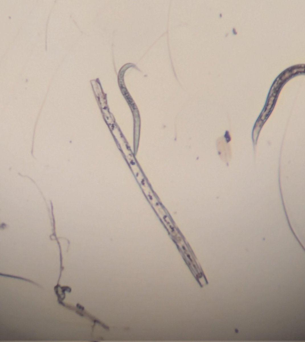 Billy Crow tweet media