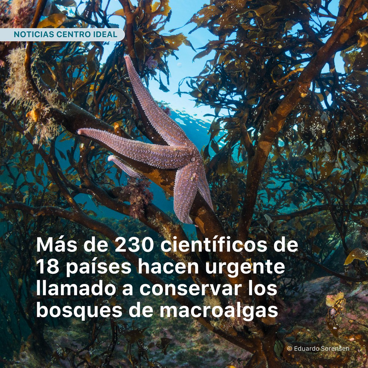 CentroIDEAL_CL's tweet photo. ✍🏻 A través de una carta, apoyada por más 70 instituciones internacionales, la comunidad científica busca que estos ecosistemas sean prioritarios en las políticas ambientales.🤝

🤓 Lee más en https://t.co/Cyu2BLj3AN 

#ciencia #medioambiente #sciences #conservación #algas https://t.co/IMFKl3hRdR