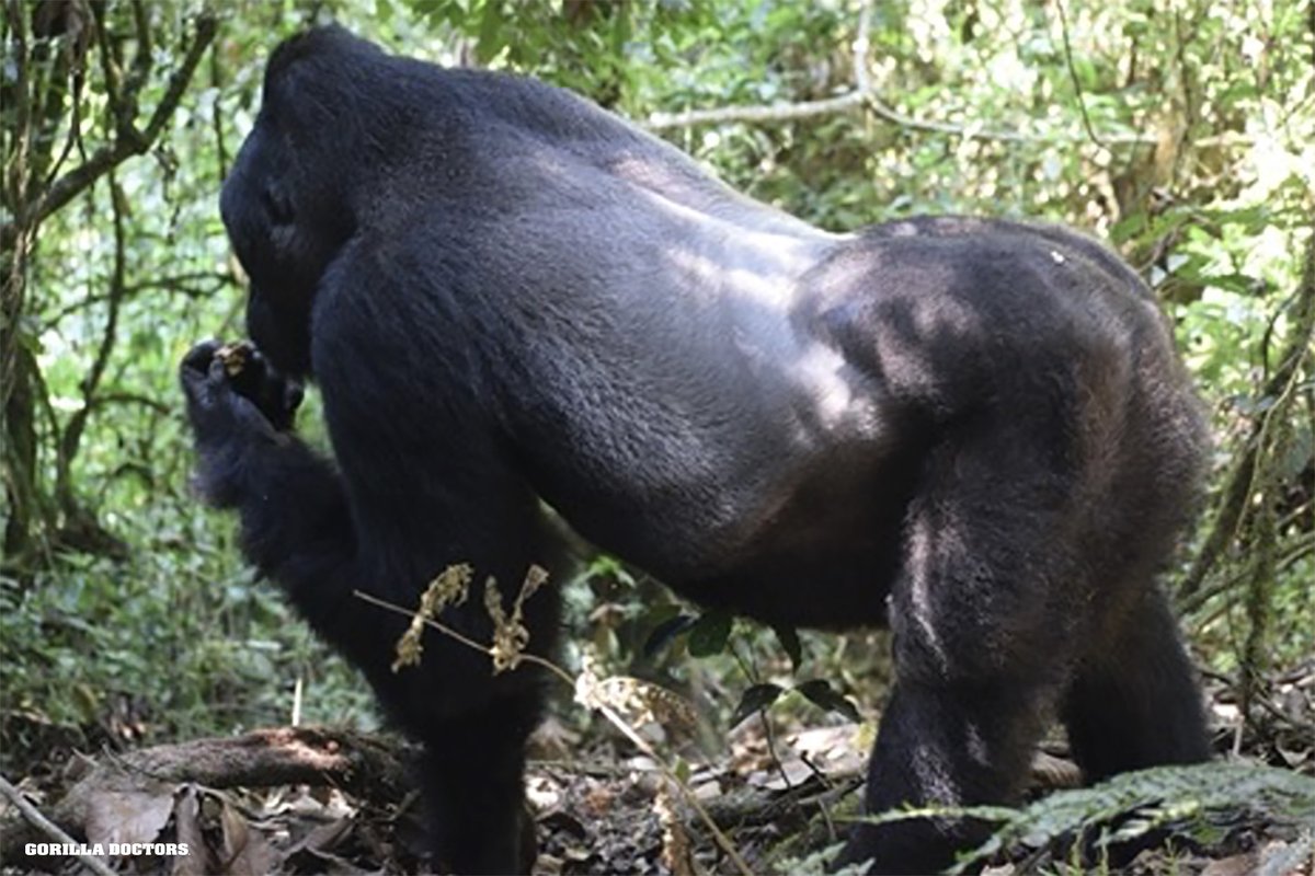 During Dr. Lina's recent health check of Mpungwe group in Kahuzi-Biega NP, DRC, she also encounted lone silverback, Nabanga (pics). She spent some time observing him as well. Both Nabanga and Mpungwe group, all #criticallyendangered Grauer's gorillas were in good visual health.