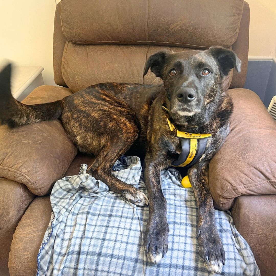 Please retweet to help Baccus find a home #HAREFIELD #LONDON #UK  AVAILABLE FOR ADOPTION, REGISTERED BRITISH CHARITY, DOGS TRUST✅
'7 year old Baccus is on the search for his forever home with a kind and patient family who can show him the love and attention he deserves.  Once