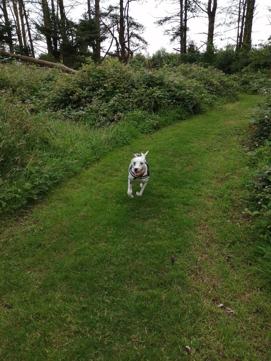 Janette, Poppy and Angel Chloe 🌈🐾 tweet media