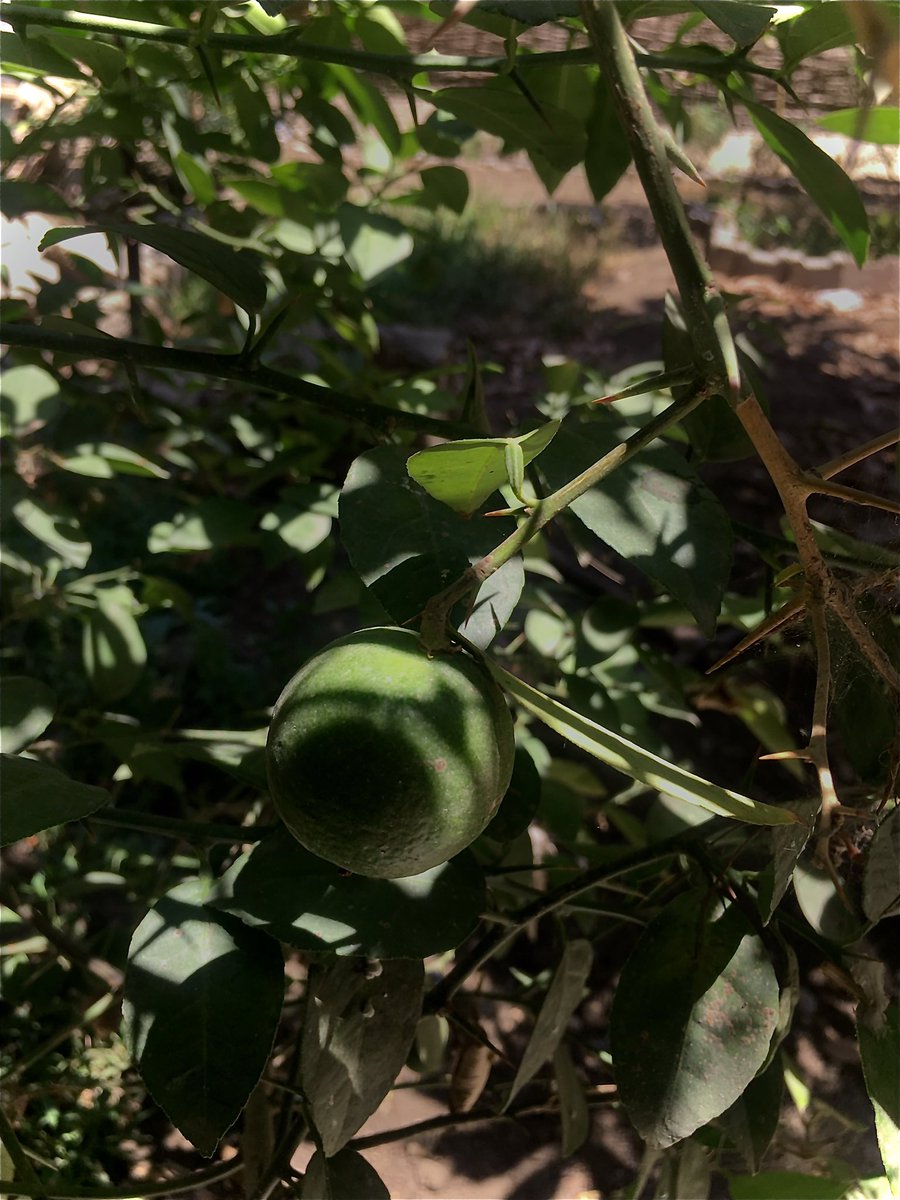 كنت مبسوطه اوي اما كنت محتاجة لمونه وطلعت قطفتها من اللمون اللي زرعته في الجنينة🥰
بس المانجا اخدت عين ماطرحتش ولا حبايه السنة دي🥲
ازرعوا ياجماعة اي حاجة