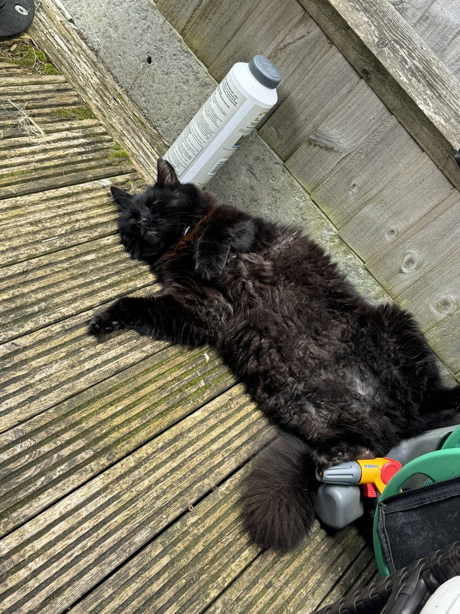 Bruce in his happy place between slug killer and the hose pipe.