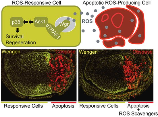 The EMBO Journal (@embojournal) on Twitter photo Reactive oxygen species activate the Drosophila TNF receptor Wengen for damage-induced regeneration
Florenci Serras <a href="/Flrnsrrs1/">Florenci Serras</a> et al show two fly TNFRs perform opposing functions in response to apoptosis & differ in their dependence on TNFα for activation
embopress.org/doi/full/10.10… Reactive oxygen species activate the Drosophila TNF receptor Wengen for damage-induced regeneration
Florenci Serras <a href="/Flrnsrrs1/">Florenci Serras</a> et al show two fly TNFRs perform opposing functions in response to apoptosis & differ in their dependence on TNFα for activation
embopress.org/doi/full/10.10…