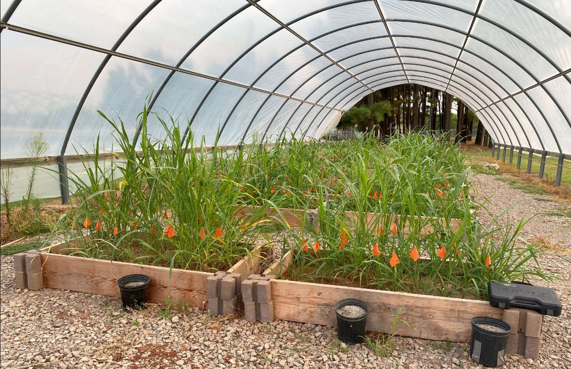LuZhai_Ecology's tweet photo. Check our new pub #BiolConserv with @bo_zhang11 and Eric Duell about the reduced efficacy of invasion control under drought using a greenhouse experiment. Thx for the help from our amazing students! https://t.co/1Y7n74KYqS https://t.co/kJWUds1VjL