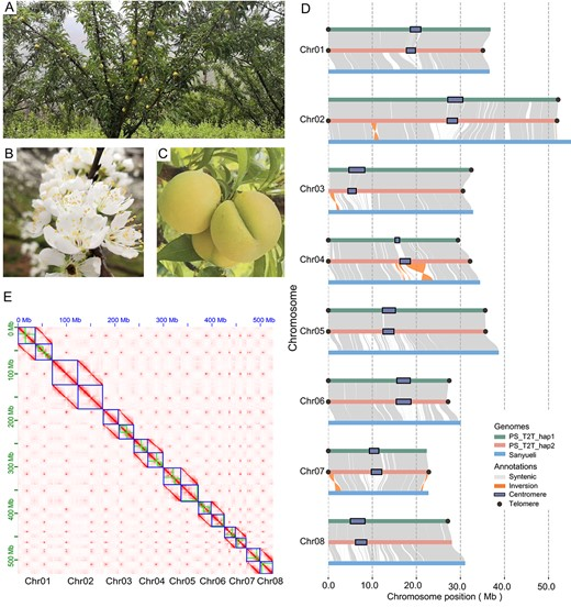 Hortres's tweet photo. Genomic analysis of Prunus species reveals convergent and divergent selection impacting traits like fruit softening and stress tolerance, aiding future breeding efforts. #Genomics #PrunusBreeding @Hortres @OxfordJournals
Details:https://t.co/NZskv6Tajb https://t.co/zYpIuiYI3J