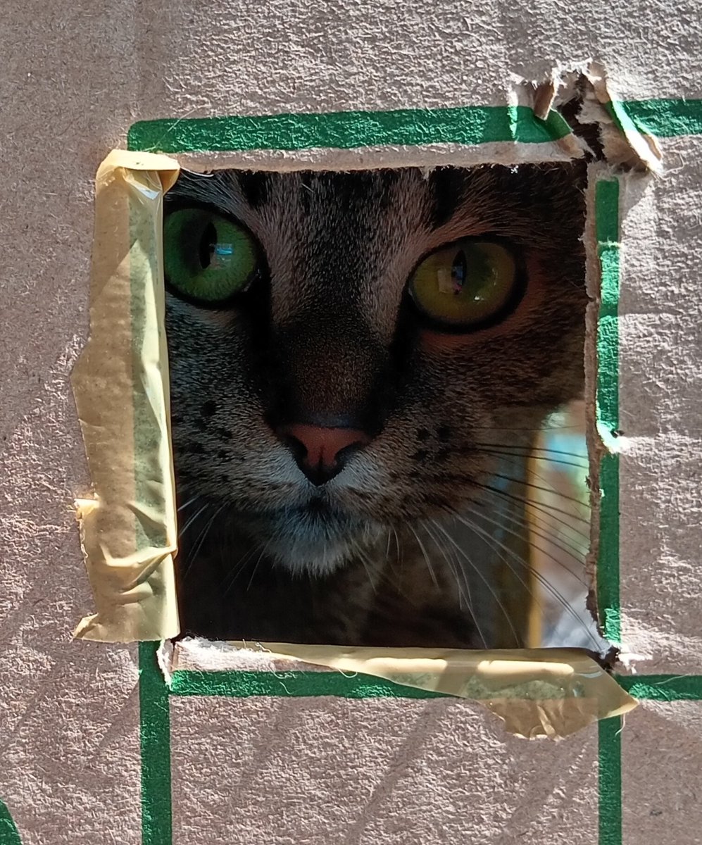 Rhonddalass's tweet photo. #Wildearth I should of named her Pennywise,
Your IT 🎈🎈🎈🎈 #scarycat #catsfunny https://t.co/tijmLCEeqa