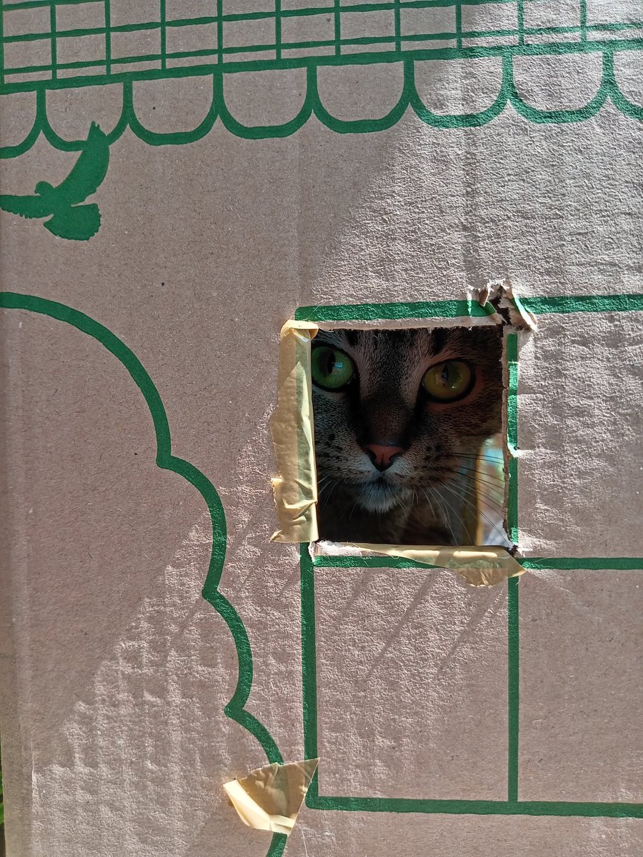 Rhonddalass's tweet photo. #Wildearth I should of named her Pennywise,
Your IT 🎈🎈🎈🎈 #scarycat #catsfunny https://t.co/tijmLCEeqa