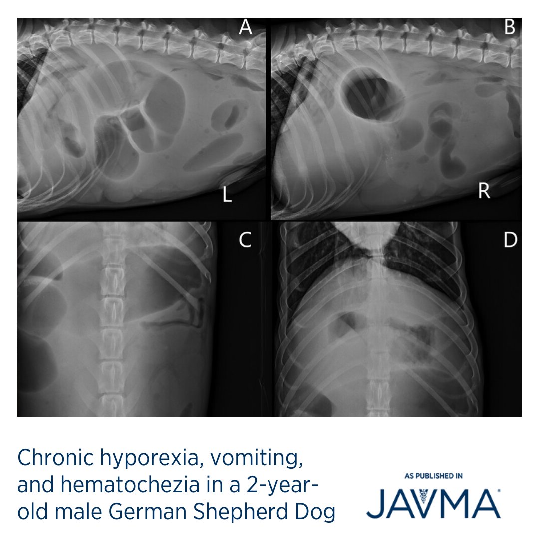 AVMAJAVMA's tweet image. #WYD What are your differential diagnoses for a 2-year-old intact male German Shepherd Dog who was presented for a 4-week history of hyporexia, weight loss, hematochezia, and vomiting after eating? Full case: jav.ma/hyporexia @acvecc1 @theacvr #radiograph