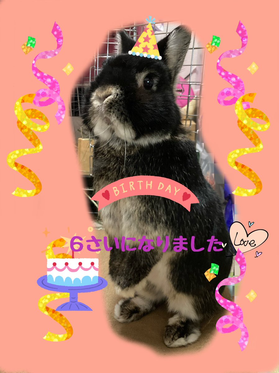 TUBUANN5's tweet photo. 今日はつぶくんのお誕生日♡
6さいになりました♡
#うさぎ
#うさぎのいる生活 
#うさぎのいる暮らし 
#うさぎと暮らす 
#ネザーランドドワーフ
#ねざーらんどどわーふ 
#うさぎのつぶくん
#イケうさ
#토끼
 #誕生日おめでとう https://t.co/JOctM0MBbl