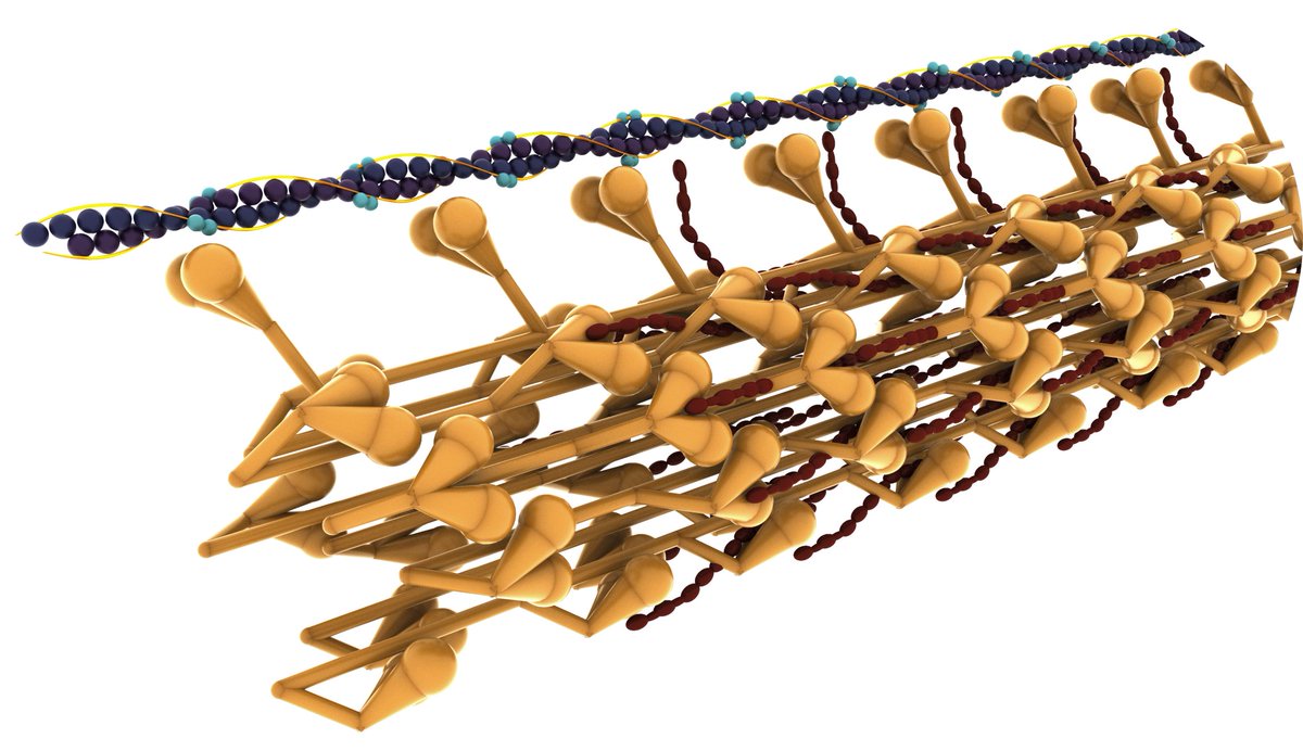 In our recent paper we used X-ray #diffraction <a href="/esrfsynchrotron/">European Synchrotron</a>  (ID02)  to resolve the molecular motor spacing and other #muscle properties in single #heart cells. This is a promising way to gain insight into the molecular mechanism of heart contraction:
doi.org/10.1016/j.bpj.…