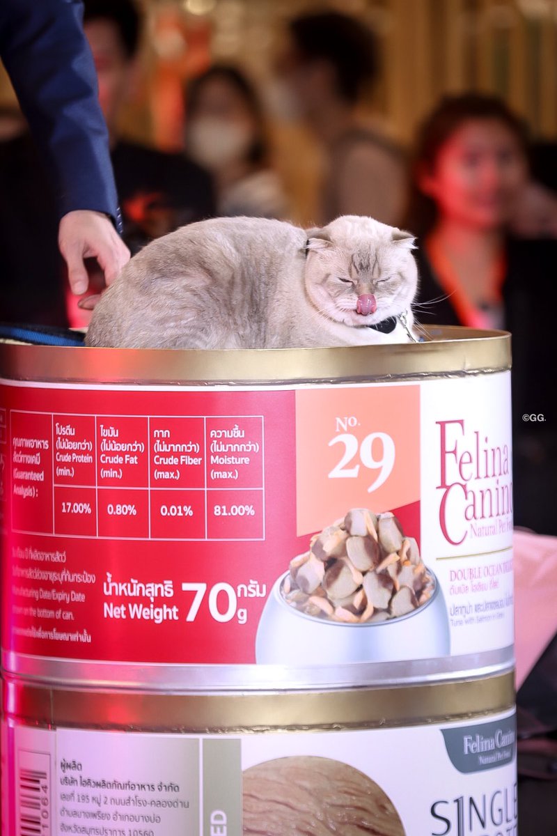 GATEFORGULF's tweet photo. ซาร์หลานย่า งือออ น่ารักก 😽

GULF​ FAMILY X FELINACANINO
@gulfkanawut 
#FelinaCaninoYes9Happy
#GulfKanawut 
#ggpix https://t.co/FxtGPFcszx