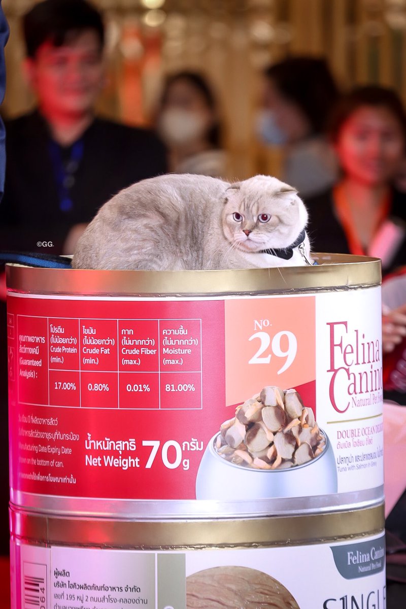 GATEFORGULF's tweet photo. ซาร์หลานย่า งือออ น่ารักก 😽

GULF​ FAMILY X FELINACANINO
@gulfkanawut 
#FelinaCaninoYes9Happy
#GulfKanawut 
#ggpix https://t.co/FxtGPFcszx