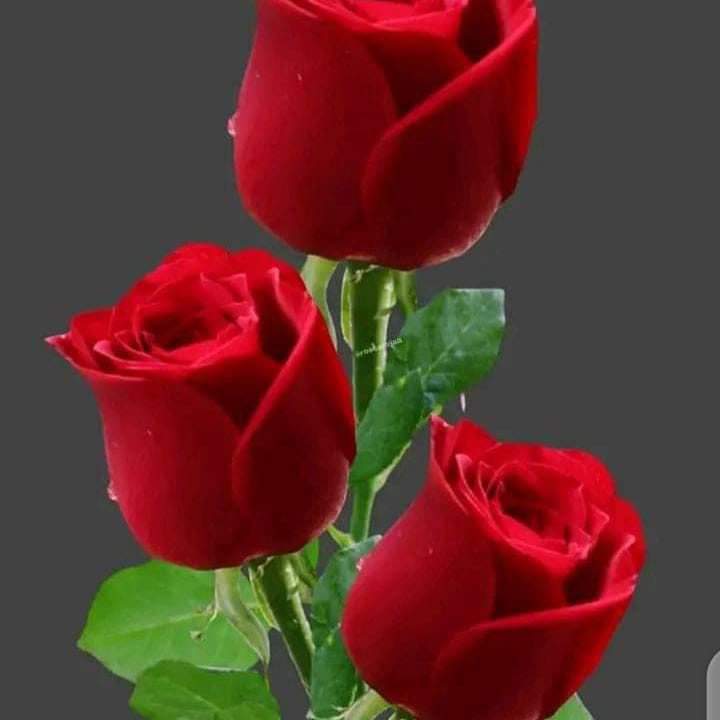 مەولانا ئەڵێ،،،،  ،،،،،،،،،
ئەی دڵ لای کەسێک دانیشە کە ئاگای لەحاڵی دڵە
برۆ  ژێر ئەو دارە ی کە تەرو تازە و پر لە گوڵە