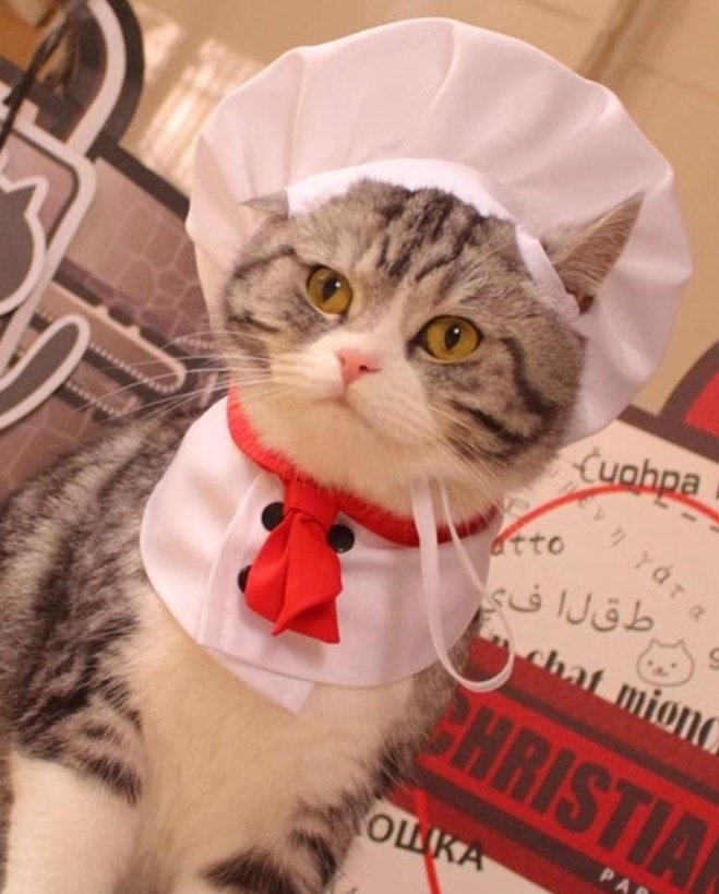 goyangi_YU's tweet photo. cat chef 👨🏻‍🍳

#NEXZ #넥스지 #ネクスジ
#YU #유우 #ユウ https://t.co/YlhXQerGUJ