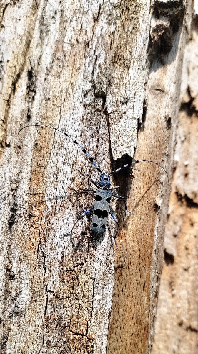 Tesařík alpský na Křivoklátsku? Z různých zdrojů víme, že se tu dříve vyskytoval, nedávno kolegové ve zbytcích bukových porostů objevili 4 dospělé brouky. Okolí nálezu budeme sledovat, abychom měli jistotu, že se jedná o skutečně o stabilní životaschopnou místní populaci.