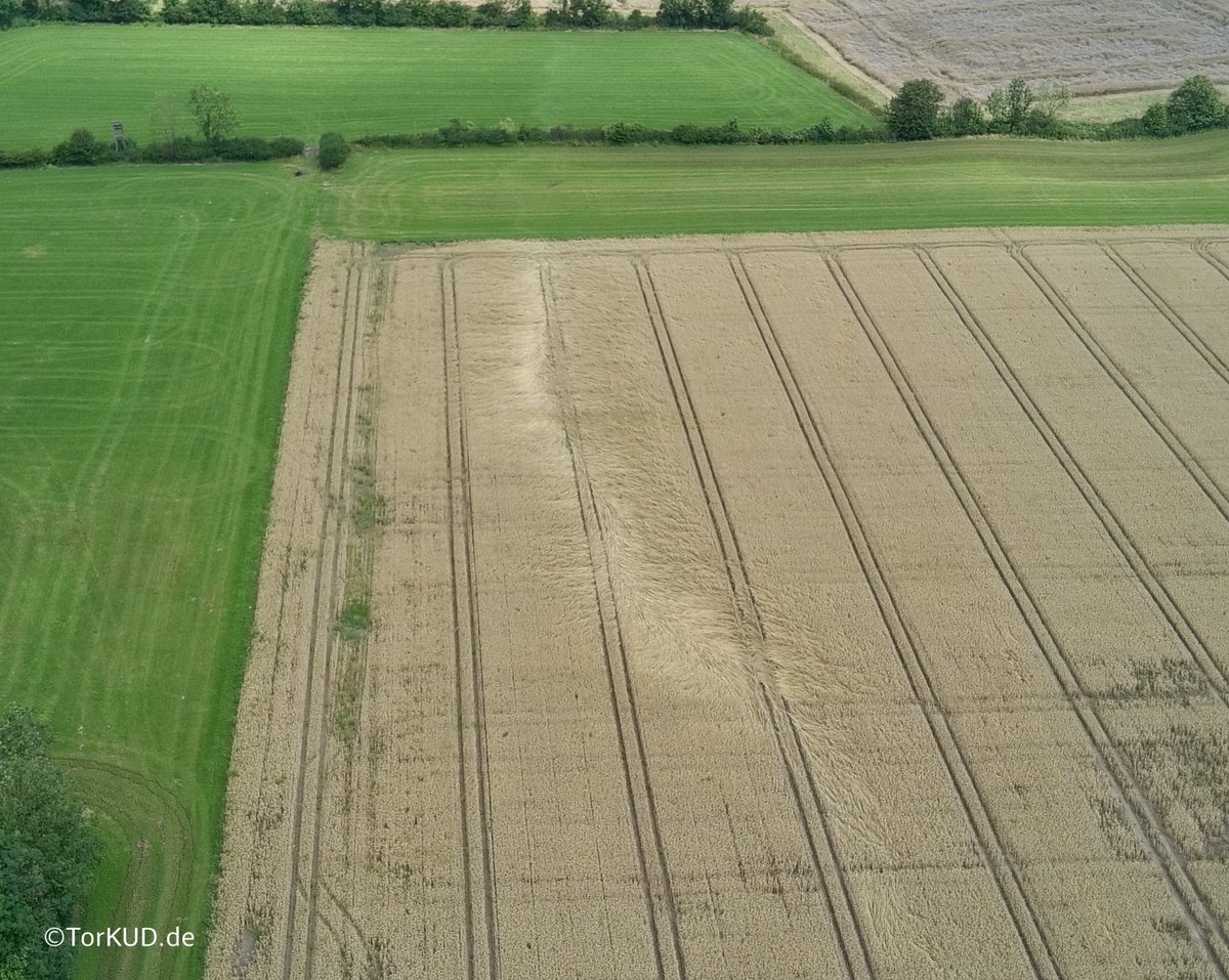 TorKUDde's tweet photo. 🟢 Am 12.07.2024 kam es westlich von #Sendenhorst, #NRW bei #Münster zu einem #Tornado. Dieser verursachte Schäden und Feldspuren entlang einer über vier Kilometer langen, schmalen Schneise. Auf einem Grundstück wurden Dächer beschädigt.
⬇️ Zur Analyse:
https://t.co/diBg76OZX8 https://t.co/b36SlORXf8