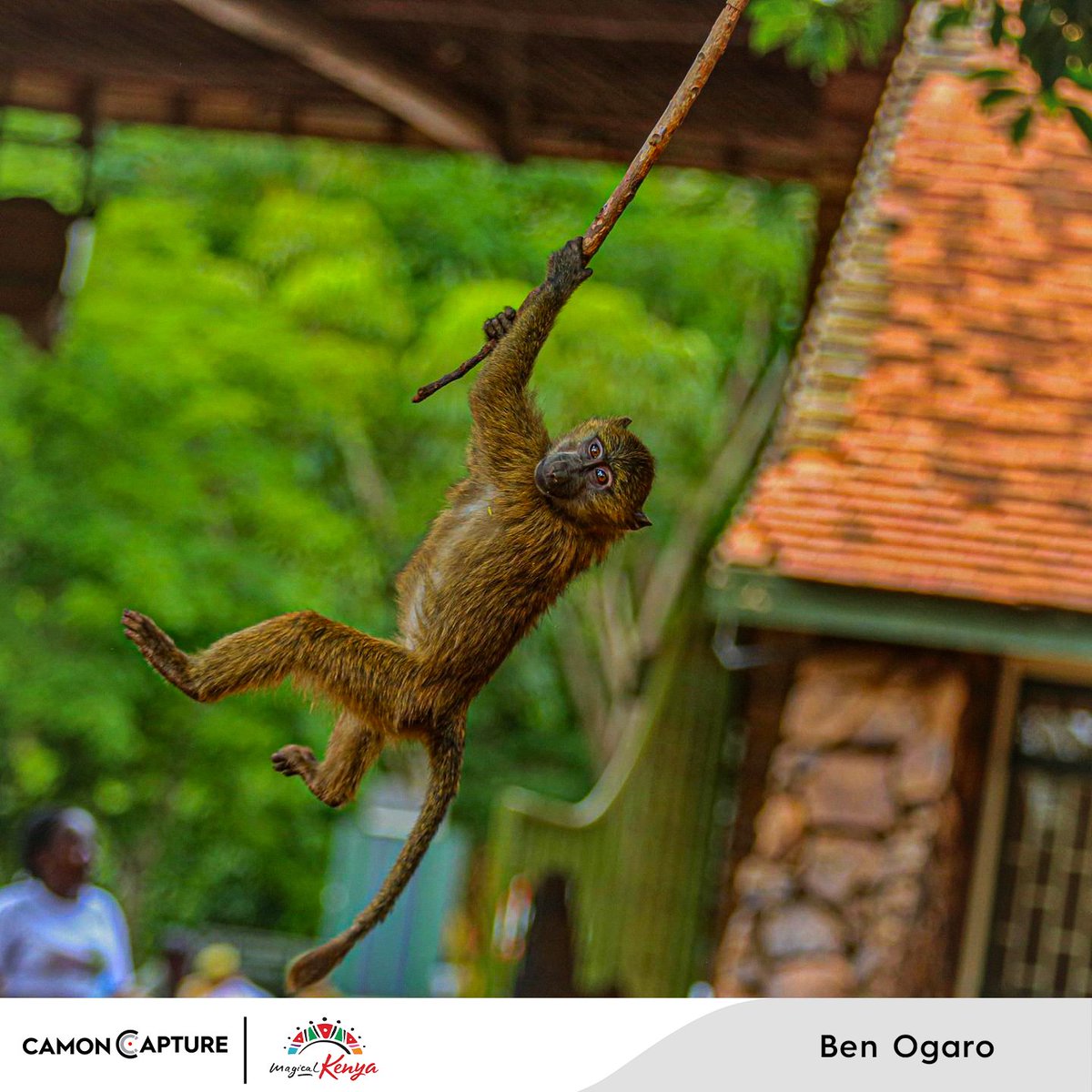 TECNOMobile254's tweet photo. CAMON CAPTURE Masterclass Winning Submissions Shot On CAMON  by our outstanding Participants
during the Camon capture competition. #ShotOnCamon #camoncapture #magicalkenya #tembeakenya https://t.co/KMExpoH951