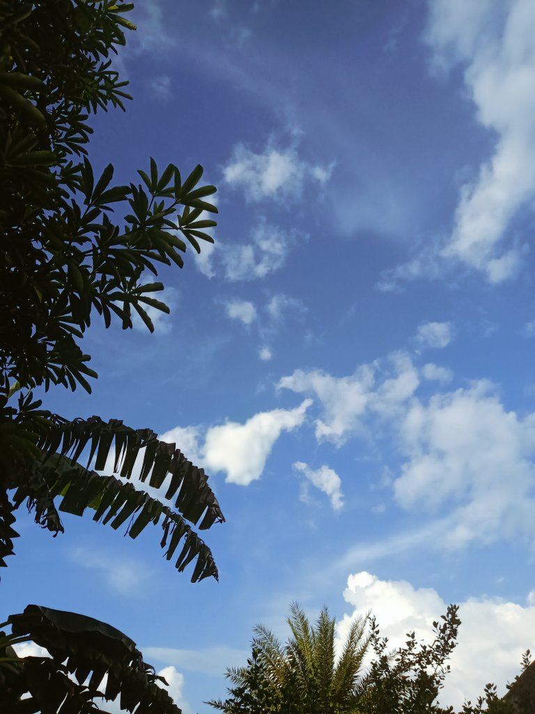 Lachhmi195's tweet photo. Lost in the infinite beauty of the blue deep sky, where nature's love knows no bounds. 🌌💙 #NatureLove #SkyGazing https://t.co/weHBeQTbrO