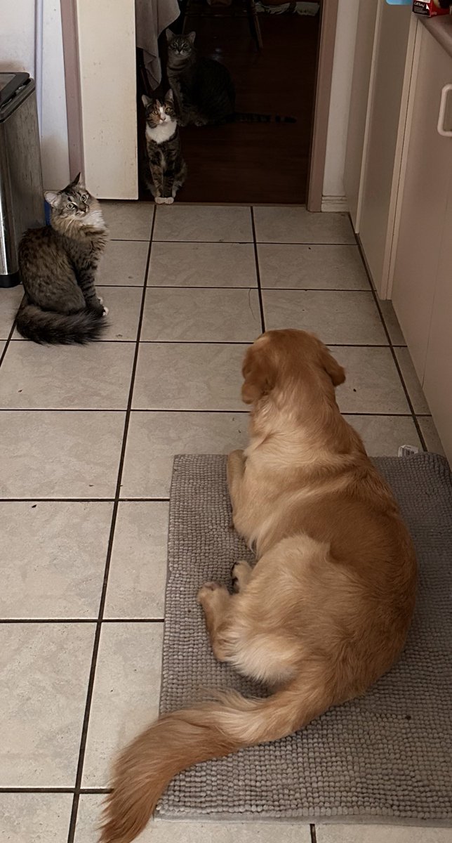 KellieKat12's tweet photo. #tourpets waiting for their #toursnacks #couchpeloton #sbstdf #tourcat #tourdog https://t.co/9lDSMgdqNp