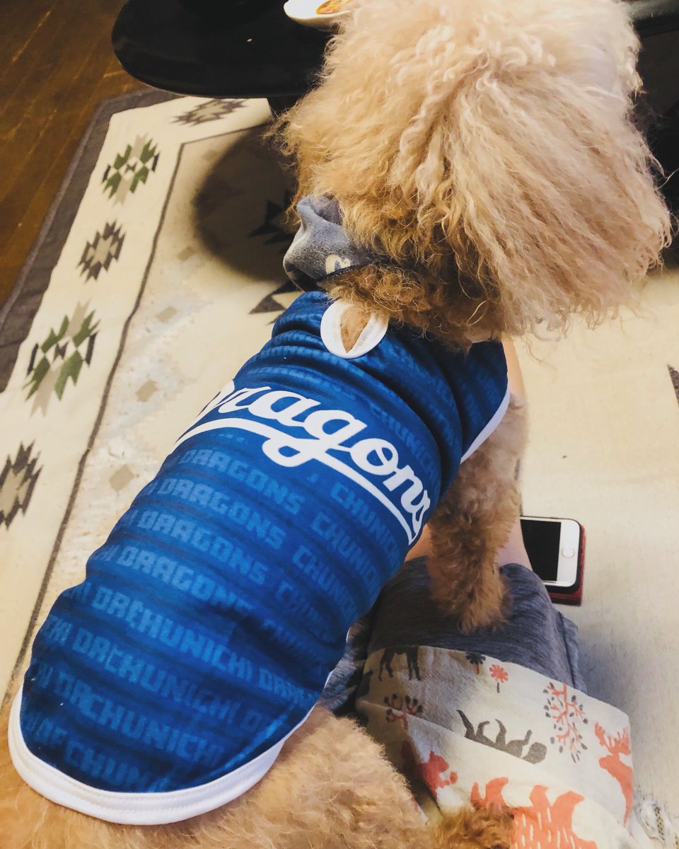 102Camerider's tweet photo. 正しい愛知県の犬🐩
15歳の誕生日プレゼント。

#中日ドラゴンズ
#トイプードル
#老犬 https://t.co/fkloFlbj7Y