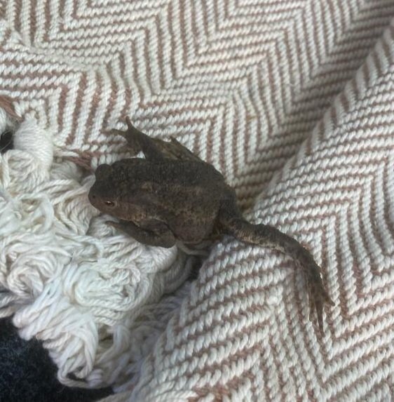 maisiethetortie's tweet photo. #Toad #Wildlife #England this boy hitched a ride to Pembury in the husband's car he was in the garden clippings....😆  #Toadlife https://t.co/PFuaCDOV8M