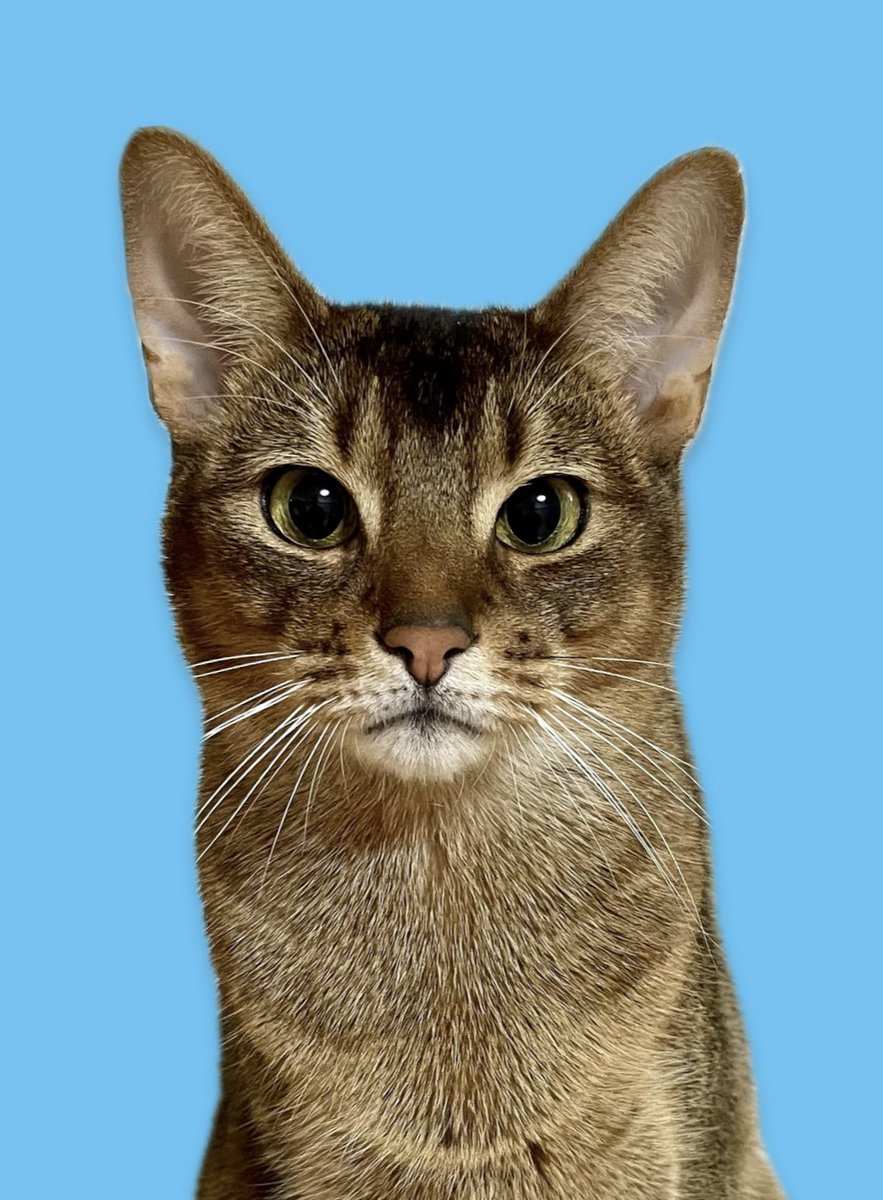 #全日本ﾈｺﾁｬﾝ証明写真選手権