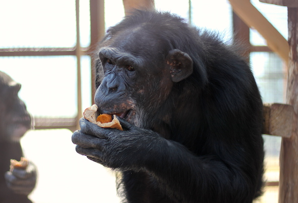 RealGilbertACP's tweet photo. #GGACP #MonkeyWednesday #NationalHotDogDay @Franksantopadre @RealGilbert @RheinEsq @fotiadis_art @ECSquares_music @benderoni72 @Big_Daddy1965 @fantle @barrettleddy @JChambers77 https://t.co/li1aWqVgxx