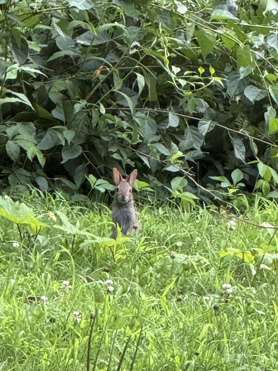 Good morning from one of the bunnies that lives in our hedge