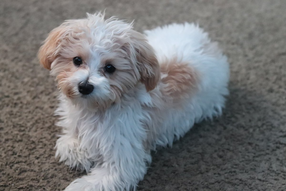 xoxosas_'s tweet photo. Happy birthday Milo ❤️ https://t.co/lZIe8jd2xH