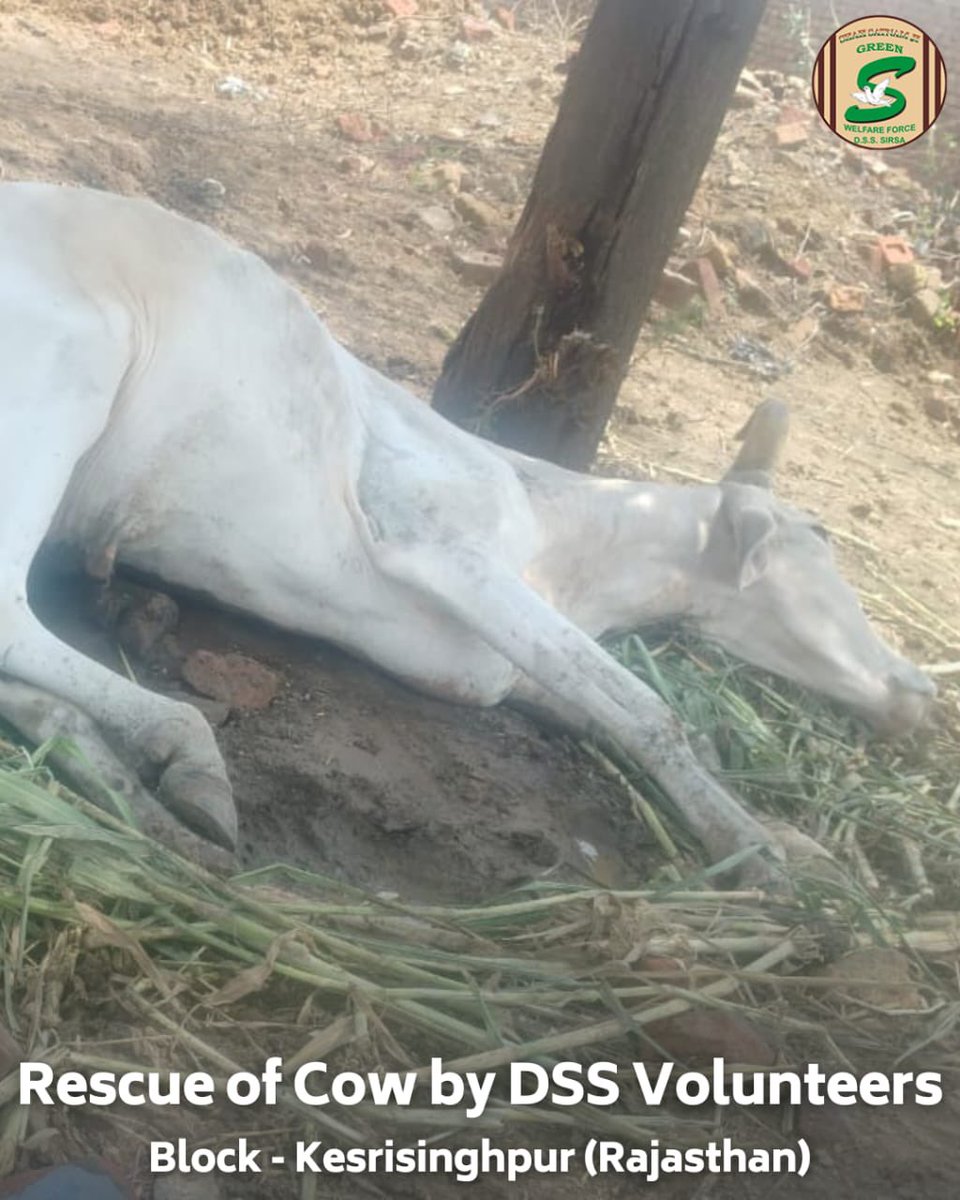 GreenSwelfares's tweet photo. Five puppies were rescued from a paddy field in Jaito, Punjab, where they had been lying in poor condition for the last 4 to 5 days. The devoted volunteers of Shah Satnam Ji Green ’S’ Welfare Force Wing provided the necessary care and medical treatment for the puppies. Meanwhile, volunteers from Kesrisinghpur, Rajasthan, rescued a cow and ensured it received proper medical attention. By following the humble teachings of Saint Dr. @Gurmeetramrahim Singh Ji Insan, these volunteers embody the path of humanity and kindness. #AnimalWelfare #DeraSachaSauda