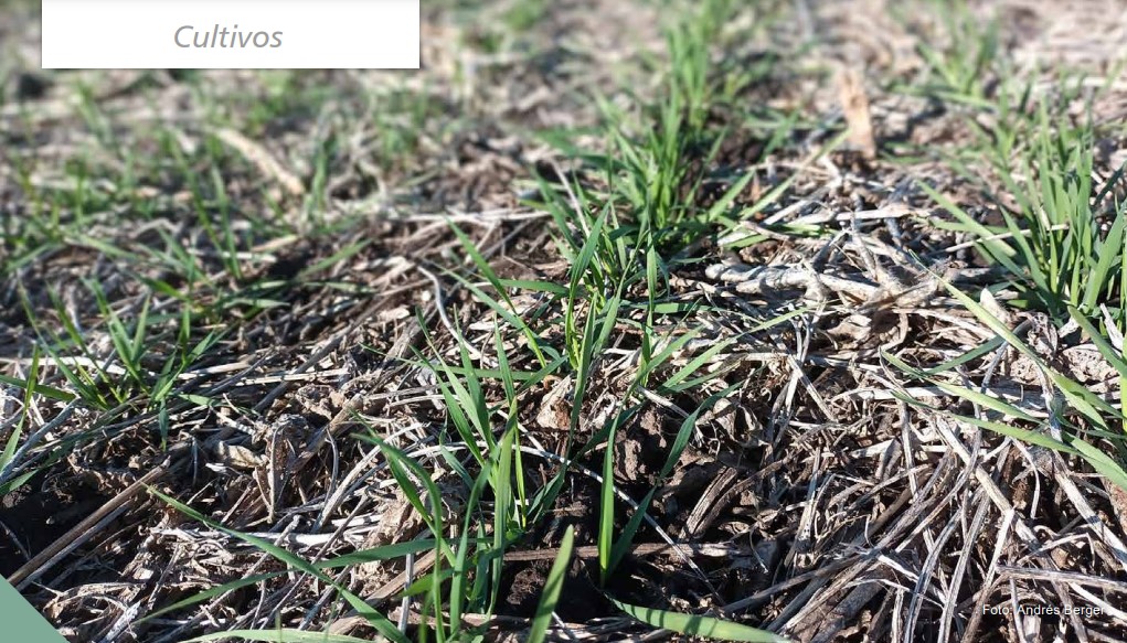 NOVEDADES REVISTA INIA
✅Optifert-N: Nueva herramienta para optimizar la fertilización nitrogenada en trigo.
▶️ainfo.inia.uy/digital/bitstr…