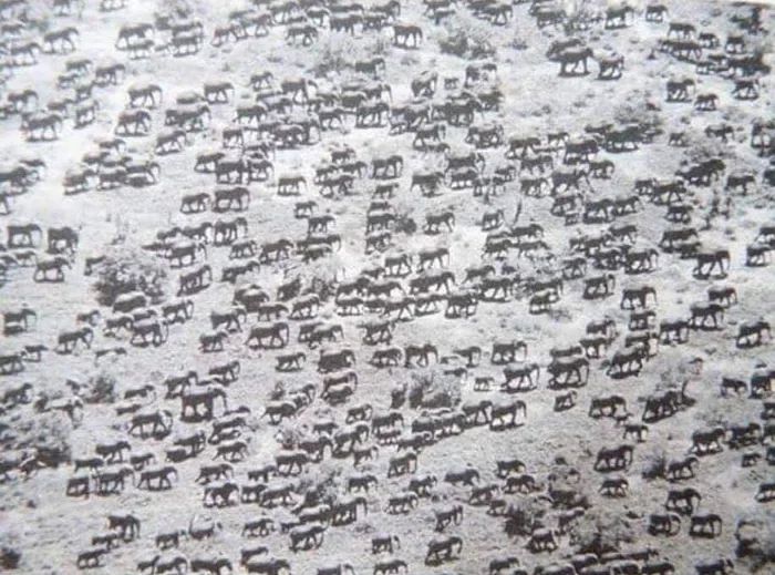 This is how big elephant herds used to be (1950s)