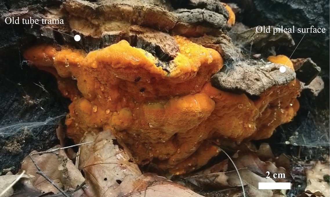 MycoKeys's tweet photo. Two new #polypore species have been revealed based on molecular and morphological data.

🔗 https://t.co/UxNzDaNSd0 

#mycology https://t.co/KROI7Ccl4C