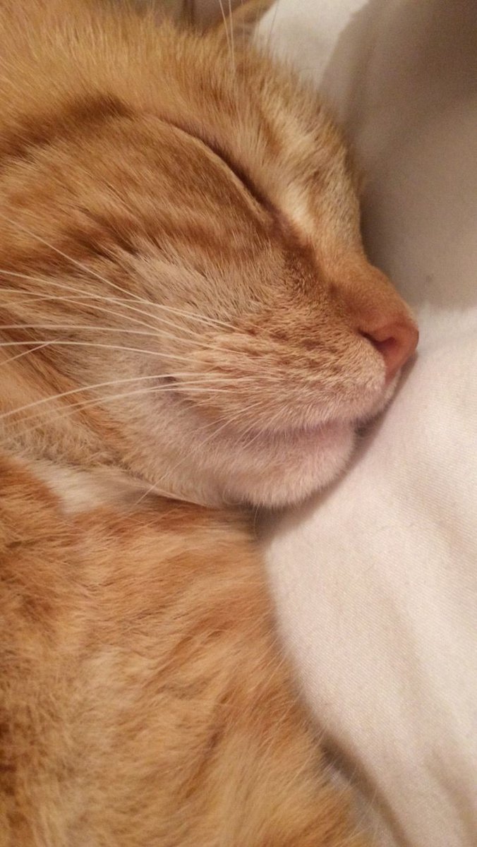 4psychox's tweet image. .   𐙚  ı'lrıposo. ⋆̩☽
 ⠀📍 Chalet cozy.
⠀ ⌚️ 𝟶𝟾:𝟶𝟶
⠀ 🌥 𝟸𝟶°𝙲

 ⠀Buenos días nada más a mi bebé que siempre me espera para jugar y que luego nos vayamos a dormir. No es cierto, ¡para ustedes también! Galleta Mandarina, Nairobi y yo les deseamos un gran 17 de julio.