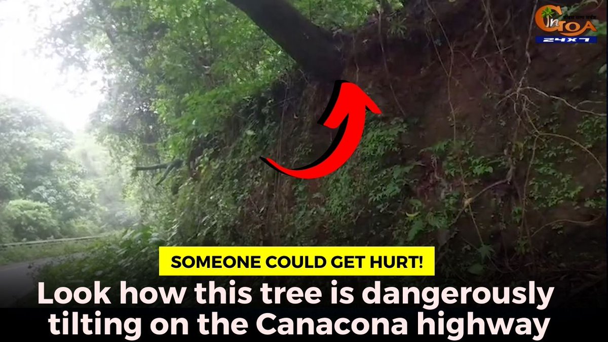 InGoa24x7's tweet photo. Someone could get hurt! Look how this tree is dangerously tilting on the Canacona highway
WATCH : https://t.co/nWbnPR2Set

#Goa #GoaNews #trees #dangerous #tilting #highway https://t.co/0kX9TaAEYY