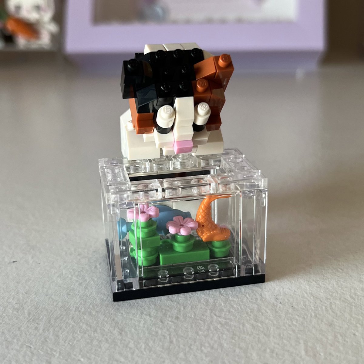 lucuu bgt aku beli dishopee cuma 18ribuan udah dapet kucing sama aquariumnyaa🐱🫶🏻