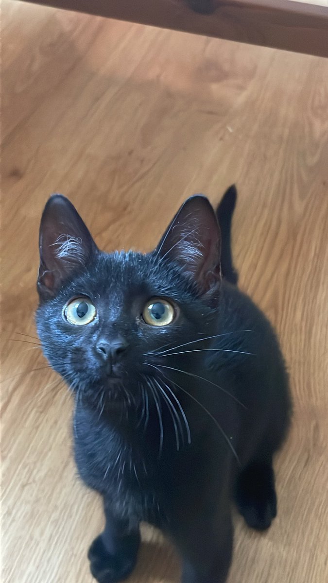comandante_Vik's tweet photo. Coucou je suis nouveau sur Twitter 😽 https://t.co/k7aCnNB2Tp