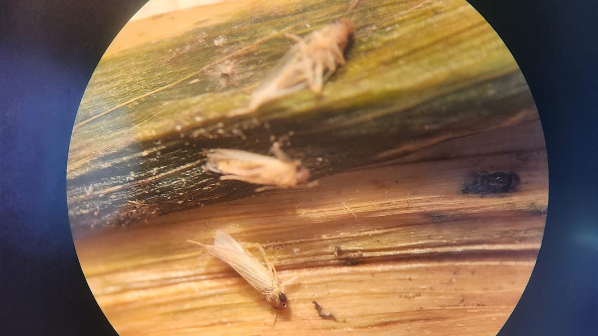 Cómo impactaron las bajas temperaturas y las #heladas en la #chicharrita❄️

Según especialistas del <a href="/intaargentina/">INTA</a>, la ola polar de las últimas semanas impactó en la población de Dalbulus maidis y ayudó a reducir la población de esta plaga.

👉🏼bit.ly/4663esz