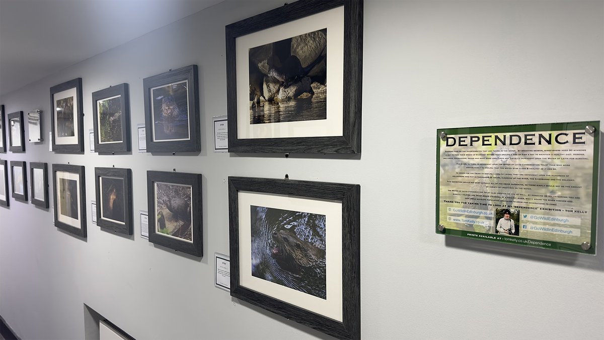 'DEPENDENCE' - a new photo exhibition has just been installed at the Water of Leith visitor centre. Once again the exhibition is FREE but please buy a coffee/tea/cake which helps boost the WoL Trust's funds for future projects. 
#Edinburgh #TwitterNatureCommunity #urbanwildlife