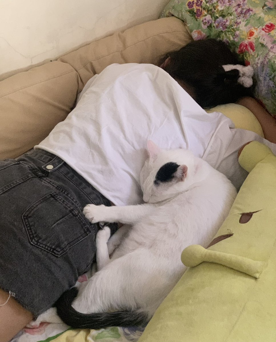 chichilittle's tweet photo. it’s my cat’s 6th birthday! 6 years since we found him in the trash, in the rain 🥹 luv u totton 🍙 https://t.co/4nzpjHKBeu