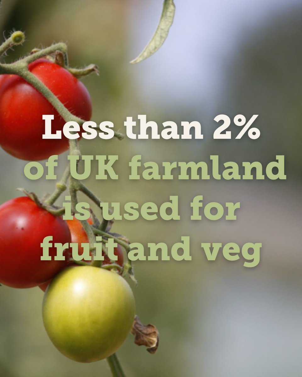 Soil Association (@soilassociation) on Twitter photo Imagine what would happen if we doubled the amount of land we grow fruit and veg on!
<a href="/Riverford/">Riverford</a> reports 49% of growers are worried their businesses won’t last a year: while diet-related illnesses cost the NHS 6 billion annually
Here's what we can do👇
soilassociation.co/homegrownreport Imagine what would happen if we doubled the amount of land we grow fruit and veg on!
<a href="/Riverford/">Riverford</a> reports 49% of growers are worried their businesses won’t last a year: while diet-related illnesses cost the NHS 6 billion annually
Here's what we can do👇
soilassociation.co/homegrownreport