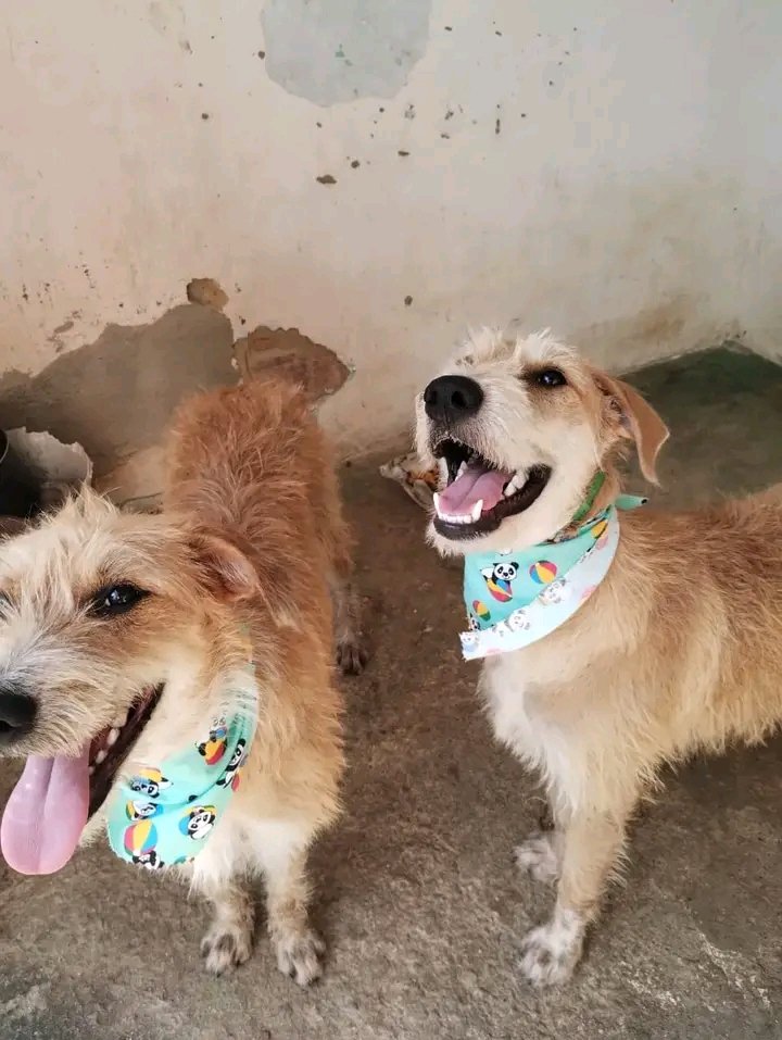 AnimaisRecife's tweet photo. 🏠 ADOÇÃO 
RM RECIFE 

AMENDOIM e CAJU 💕
Mais informações 81 99662-5849 https://t.co/BUvEzTYINF
